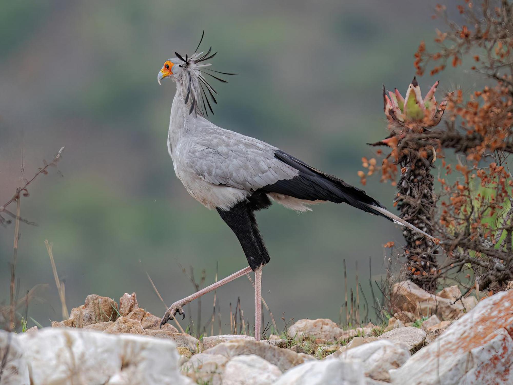 Zulu Rock - Babanango Game Reserve *