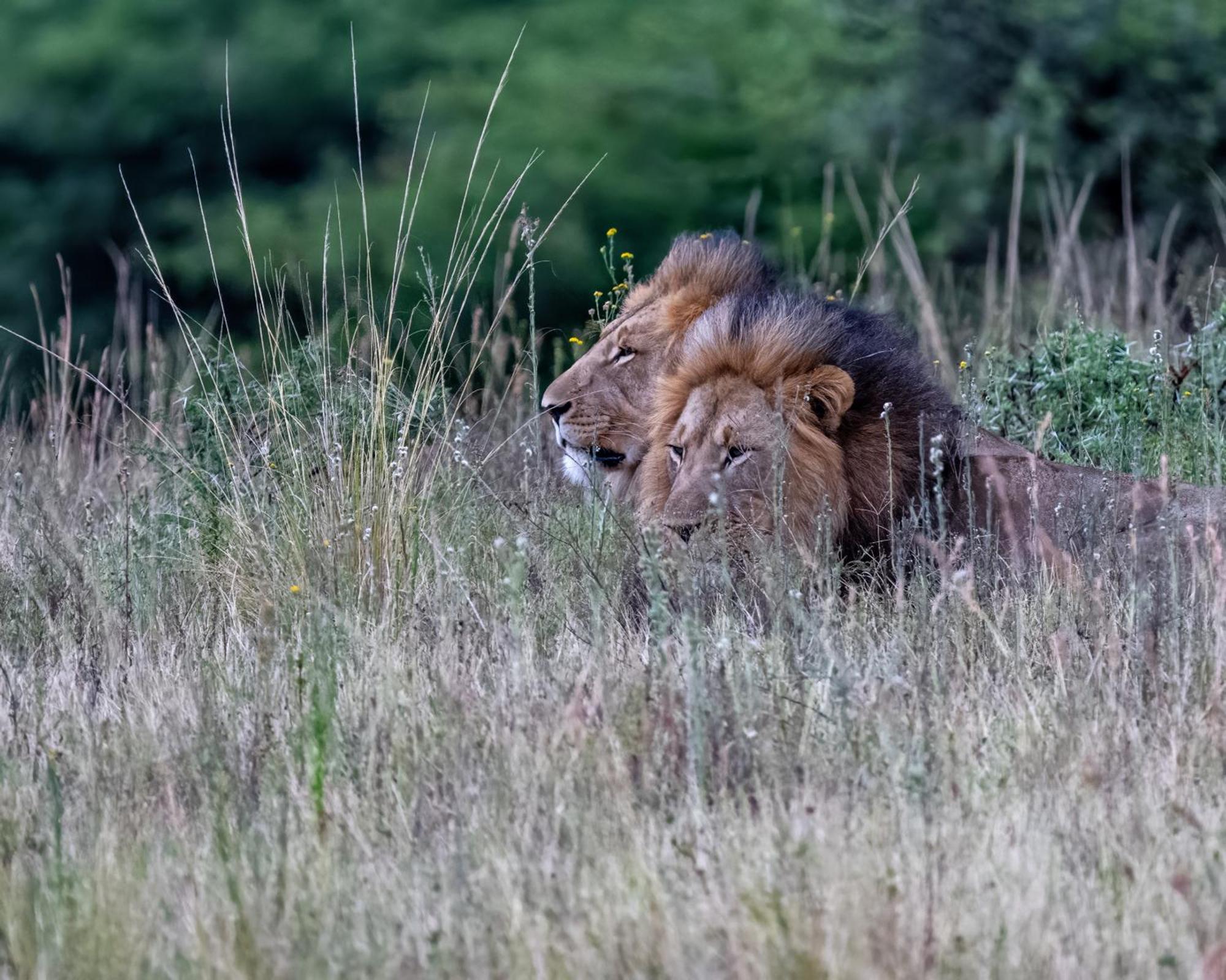 Lodge Zulu Rock - Babanango Game Reserve Ulundi